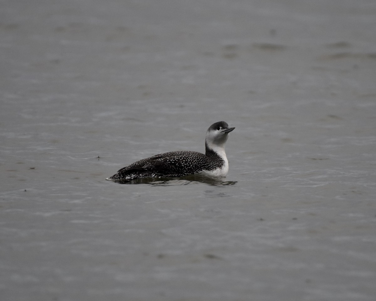 Red-throated Loon - ML401724211