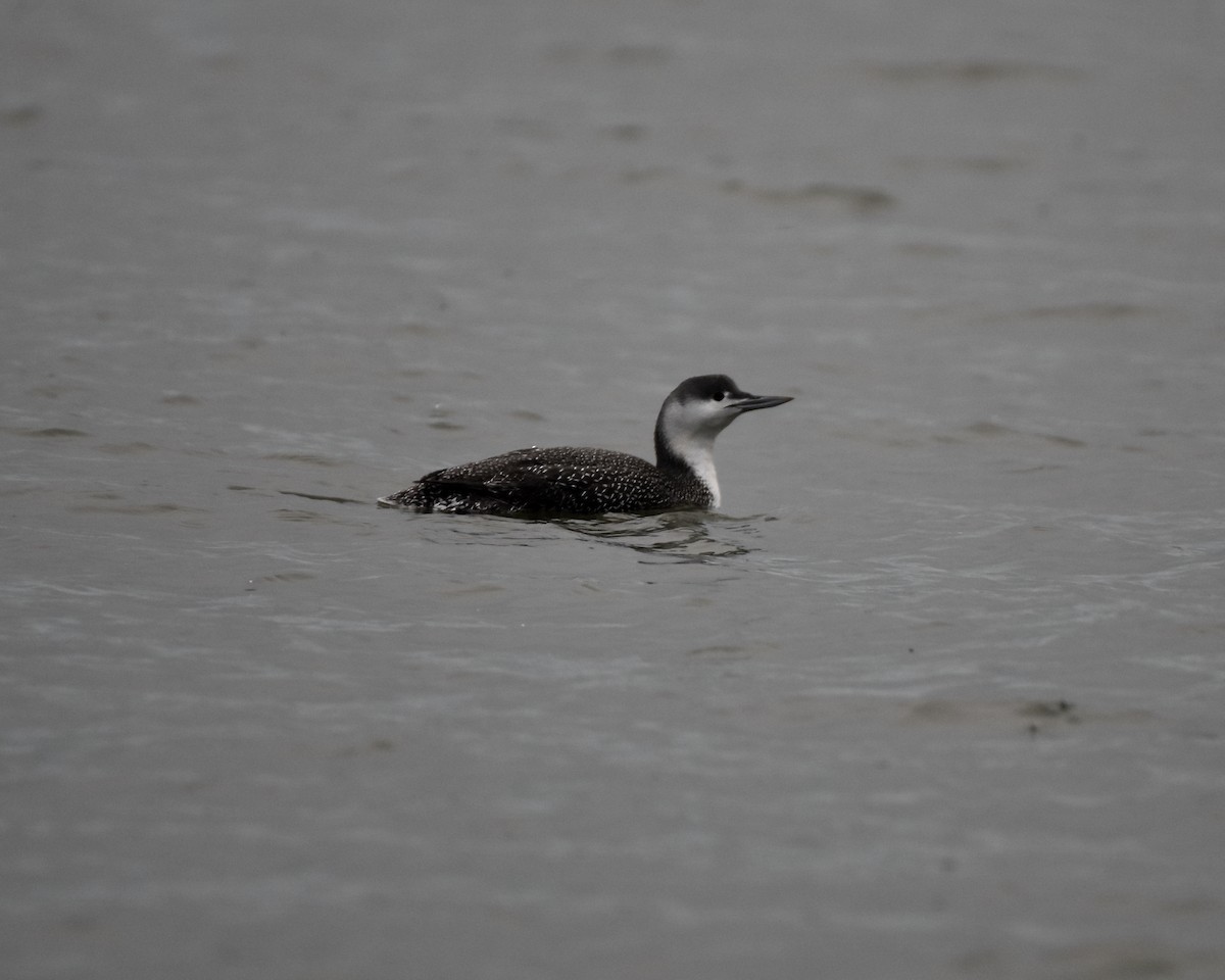 Red-throated Loon - ML401724271