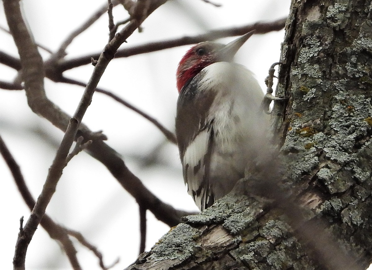 Red-headed Woodpecker - ML401724581