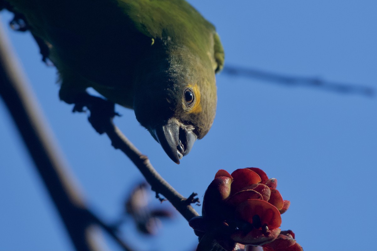 Brown-throated Parakeet (Veraguas) - ML401725101