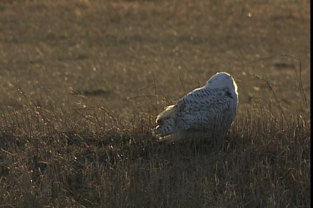 Snowy Owl - ML401729