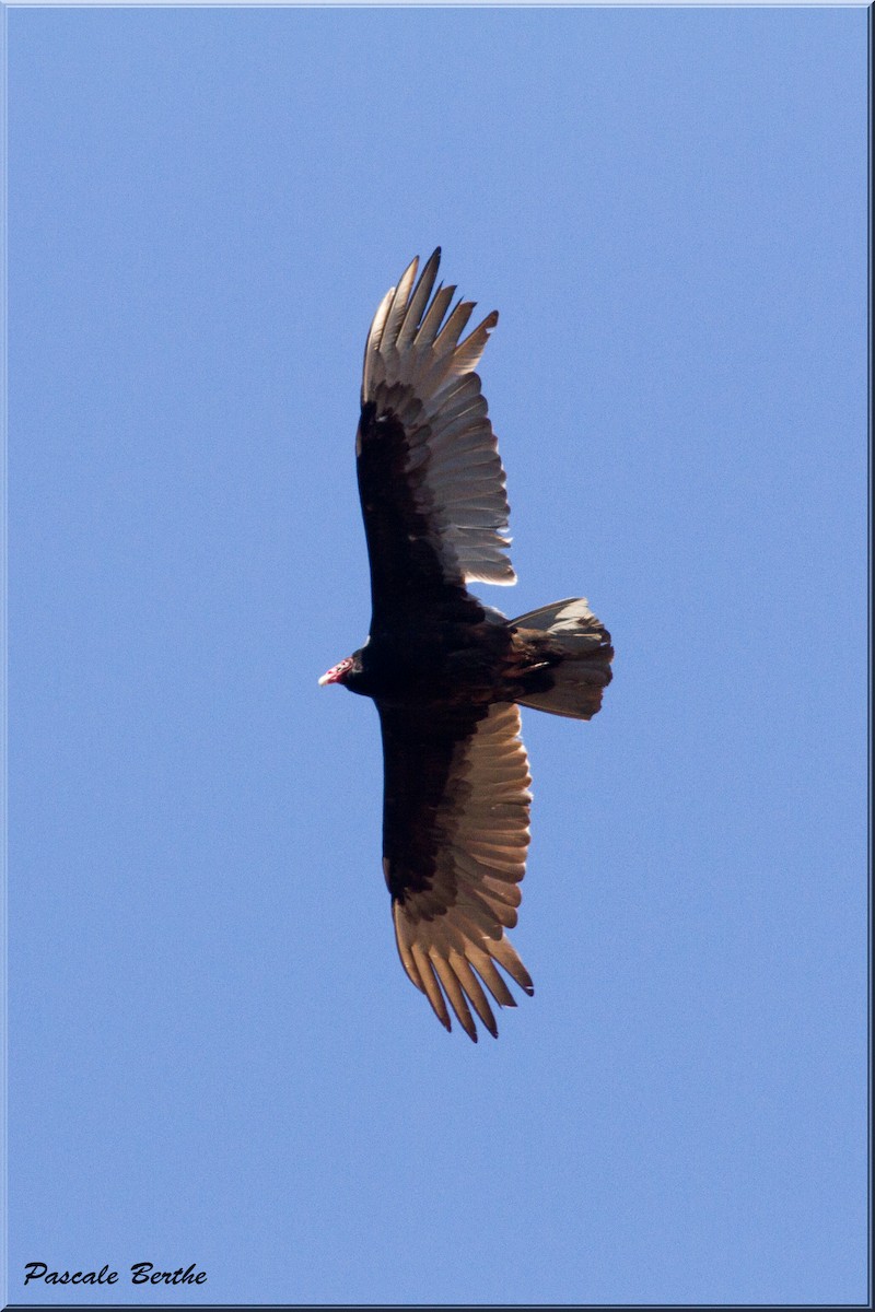 Turkey Vulture - Pascale Berthe
