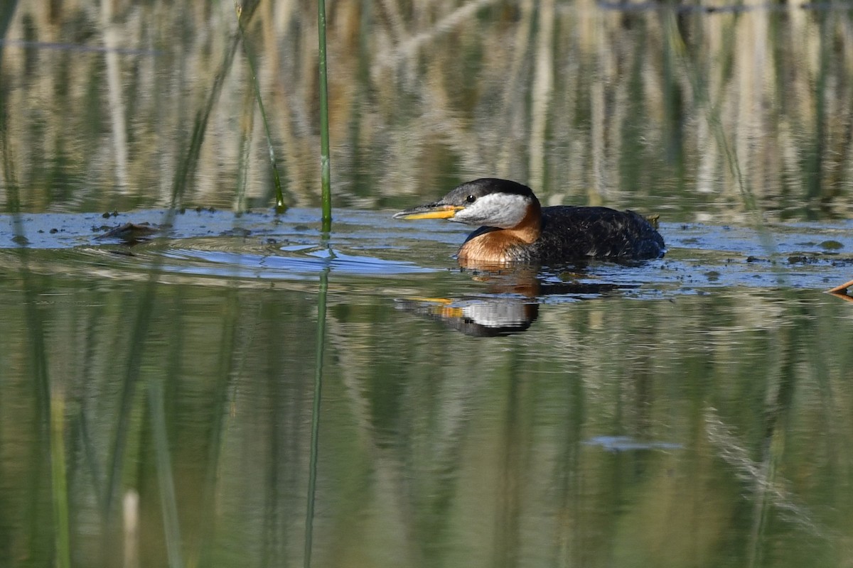 Red-necked Grebe - ML401731071