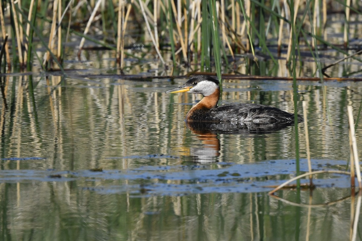 Red-necked Grebe - ML401731091
