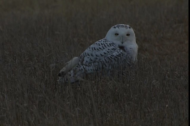 Snowy Owl - ML401735