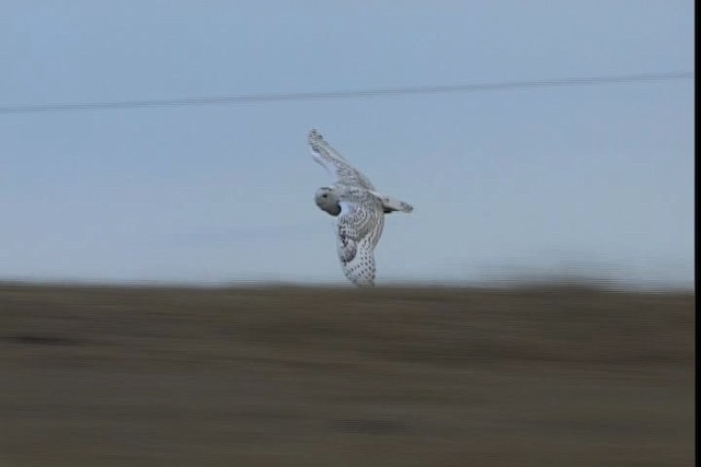 Snowy Owl - ML401737