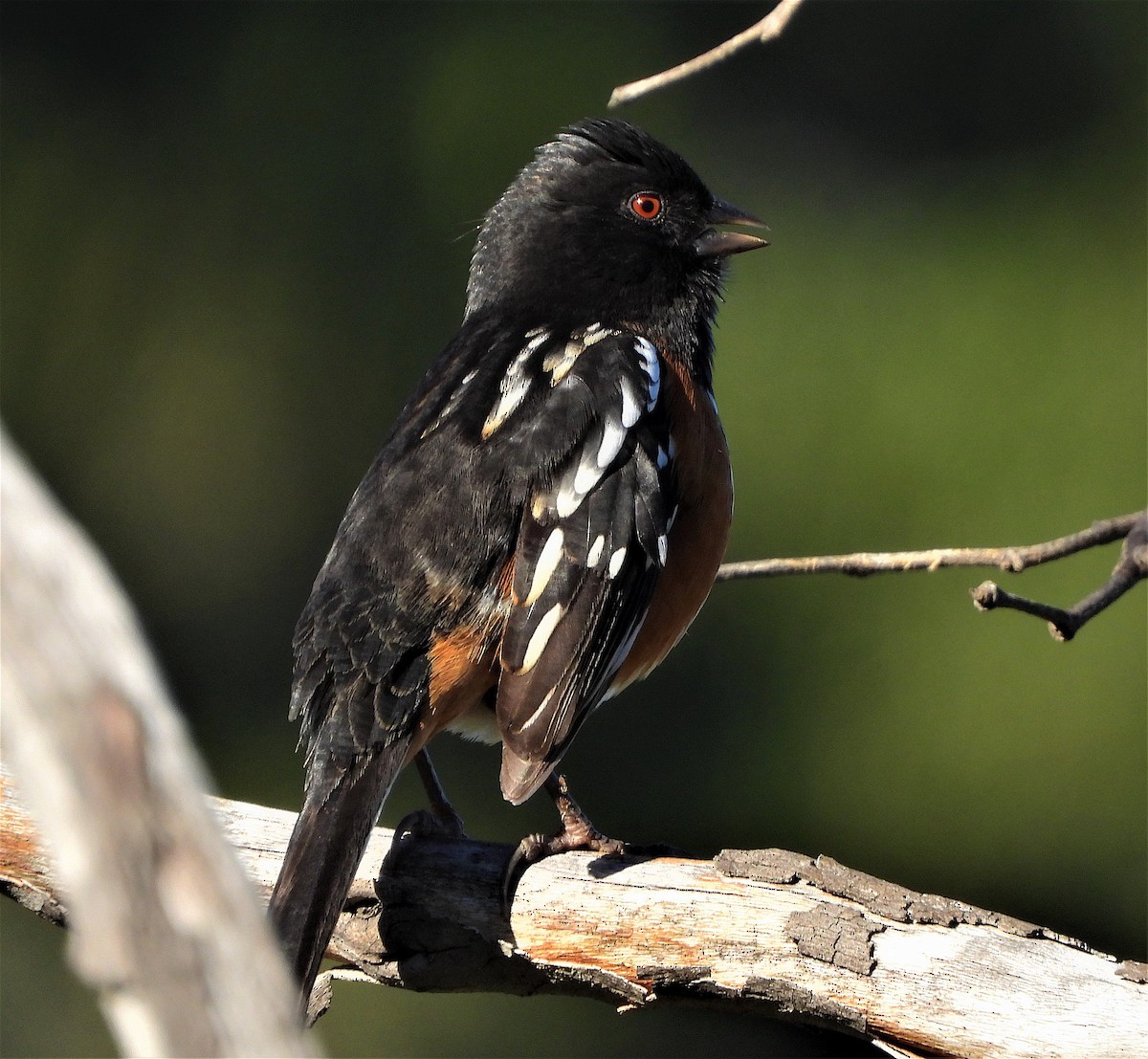 Spotted Towhee - ML401741841