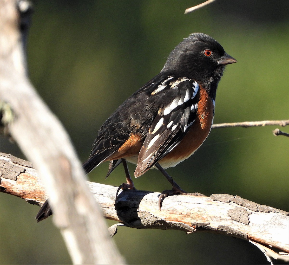 Spotted Towhee - ML401741861