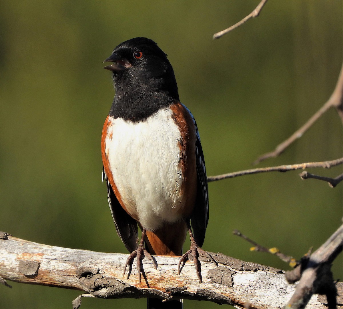 Spotted Towhee - ML401741871