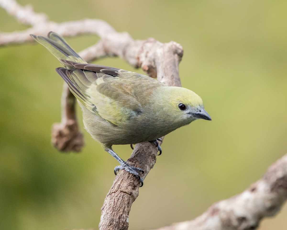 Palm Tanager - ML40175141