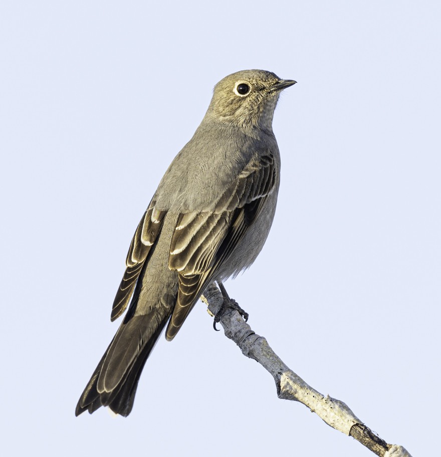 Townsend's Solitaire - Dave Clark