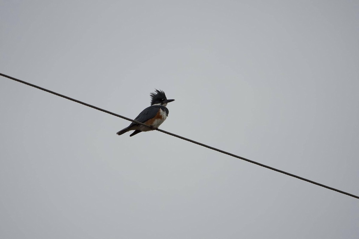 Belted Kingfisher - Brianna Cerione