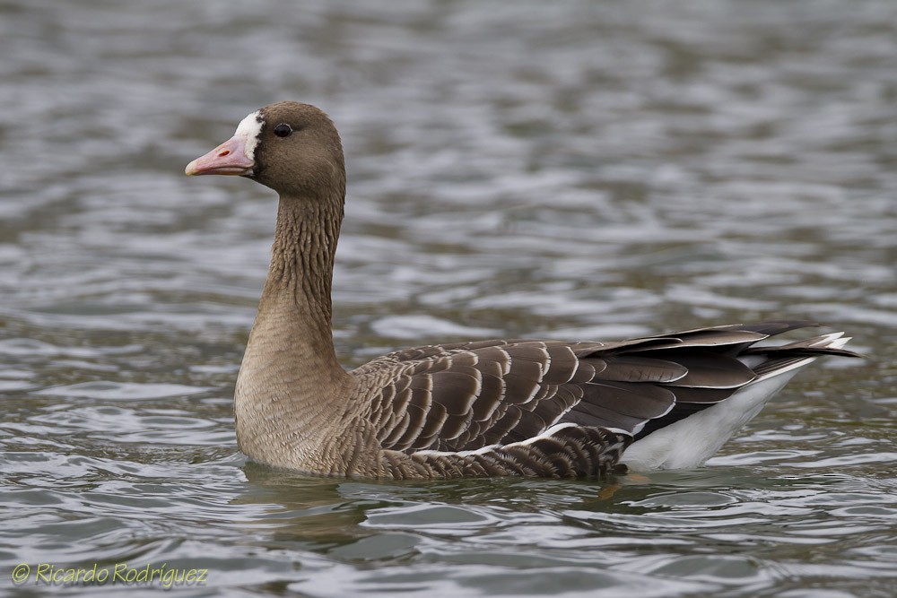 Greater White-fronted Goose - Ricardo Rodríguez