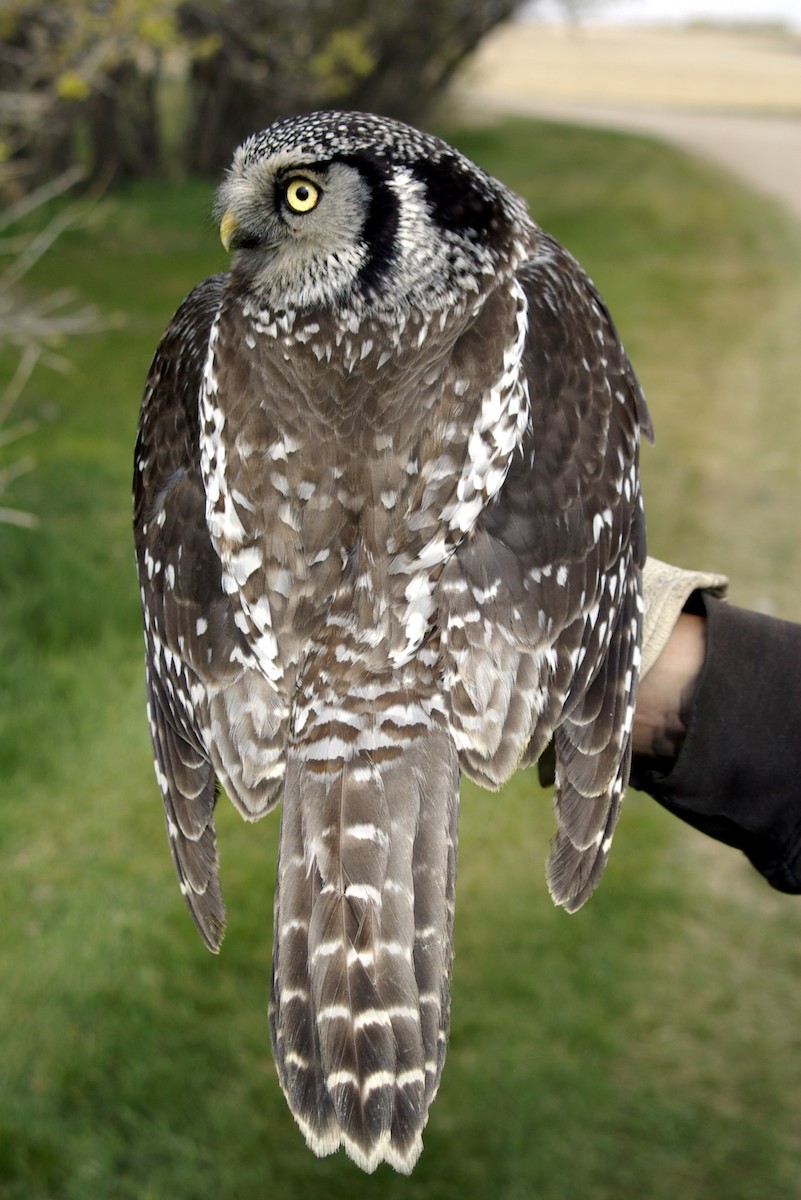 Northern Hawk Owl - ML40176751
