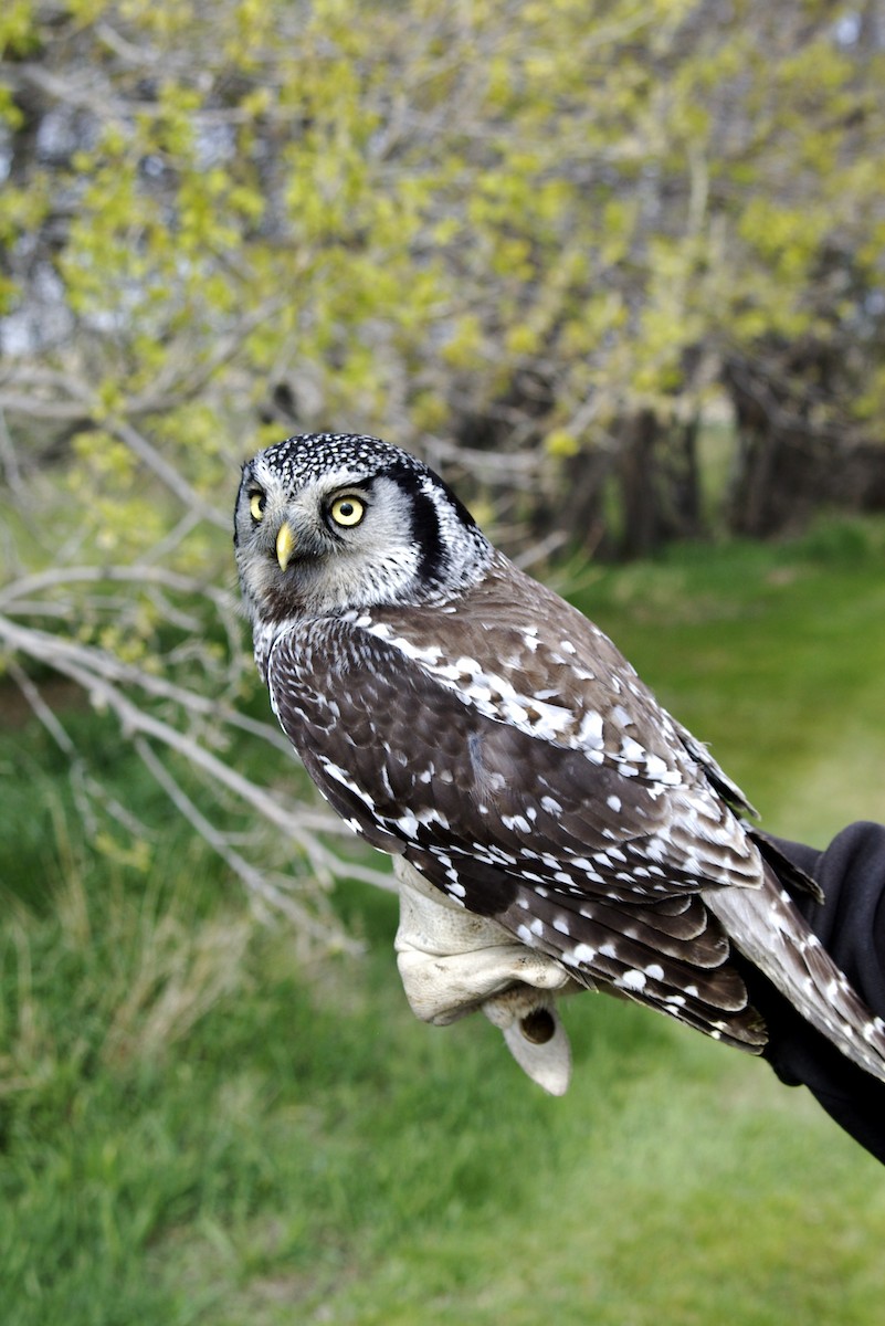 Northern Hawk Owl - ML40176781