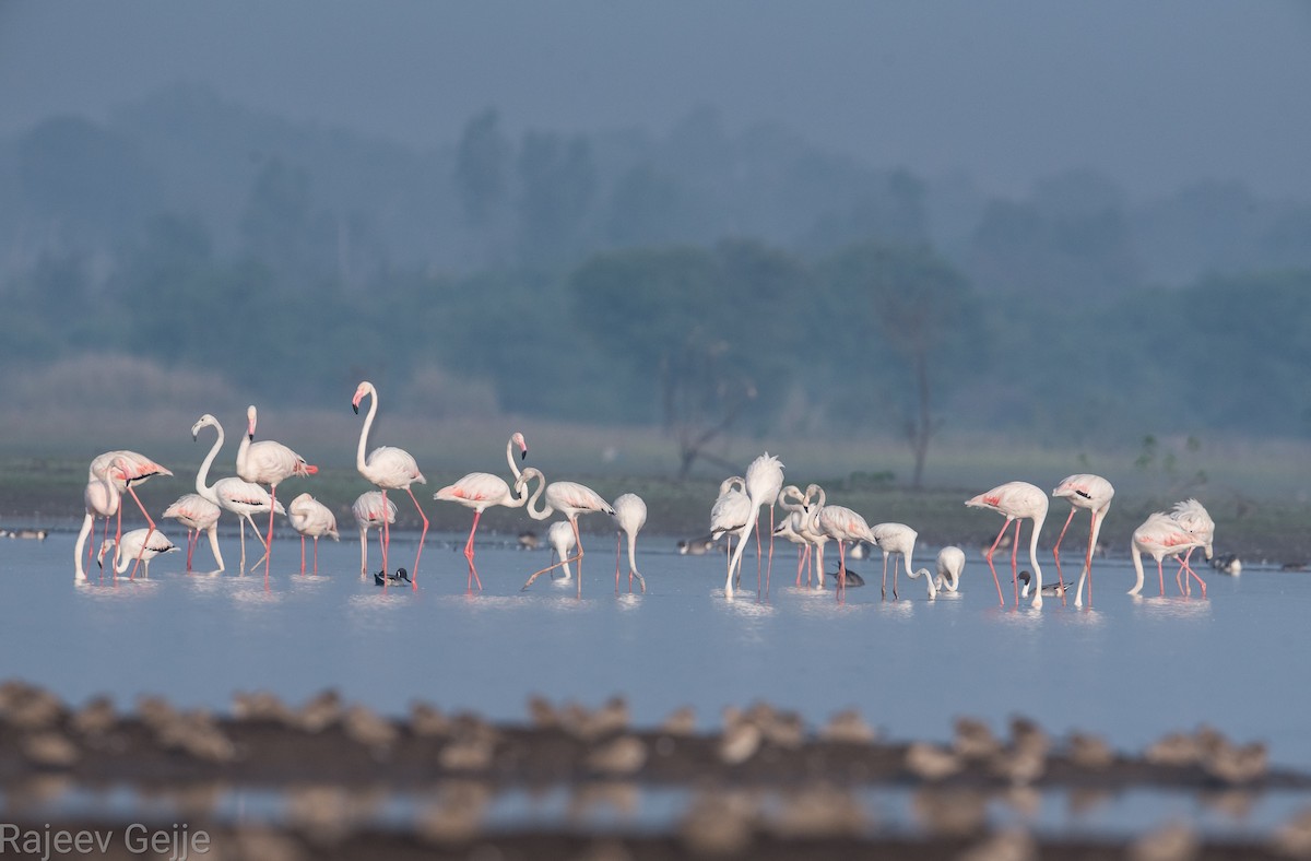 Greater Flamingo - ML401771131