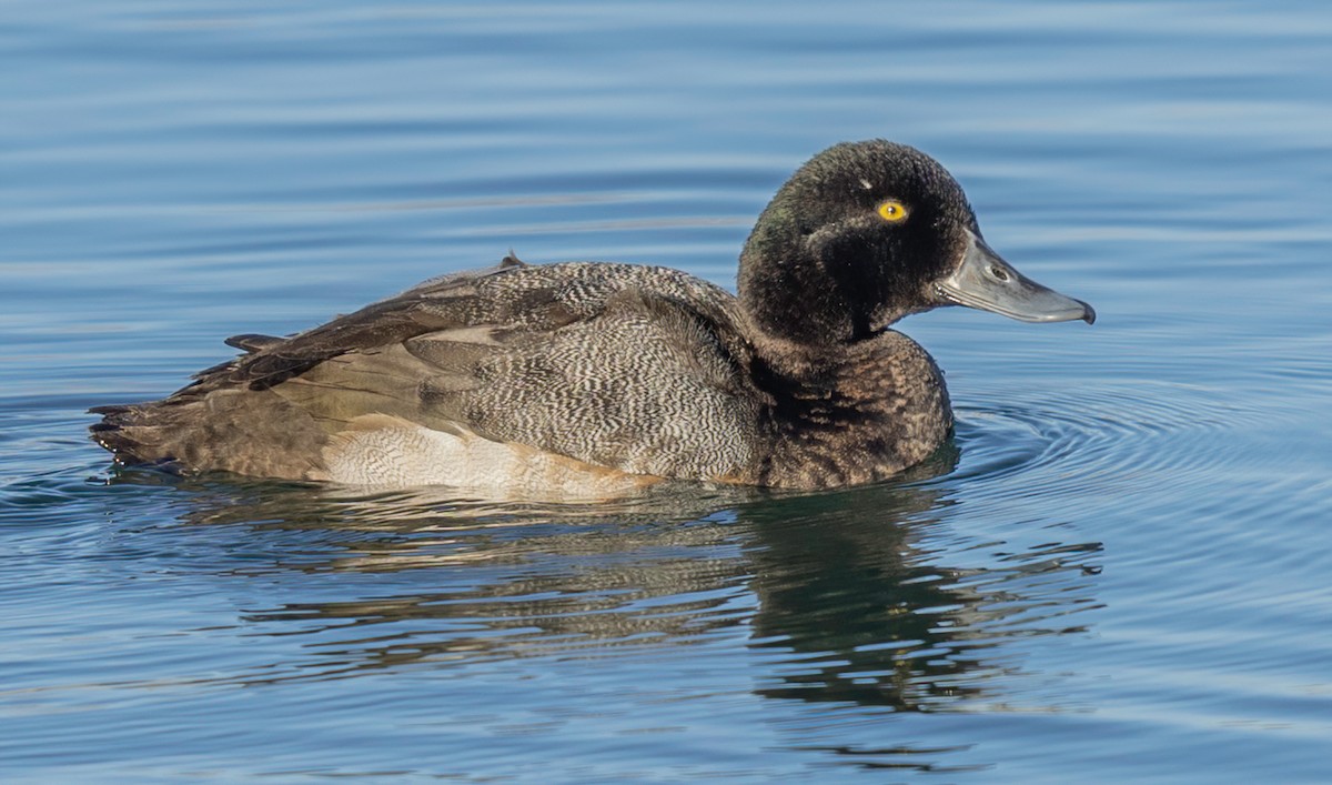 Greater Scaup - ML401772301