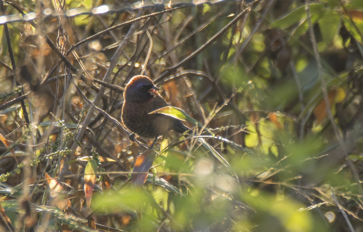 Varied Bunting - Oveth Fuentes