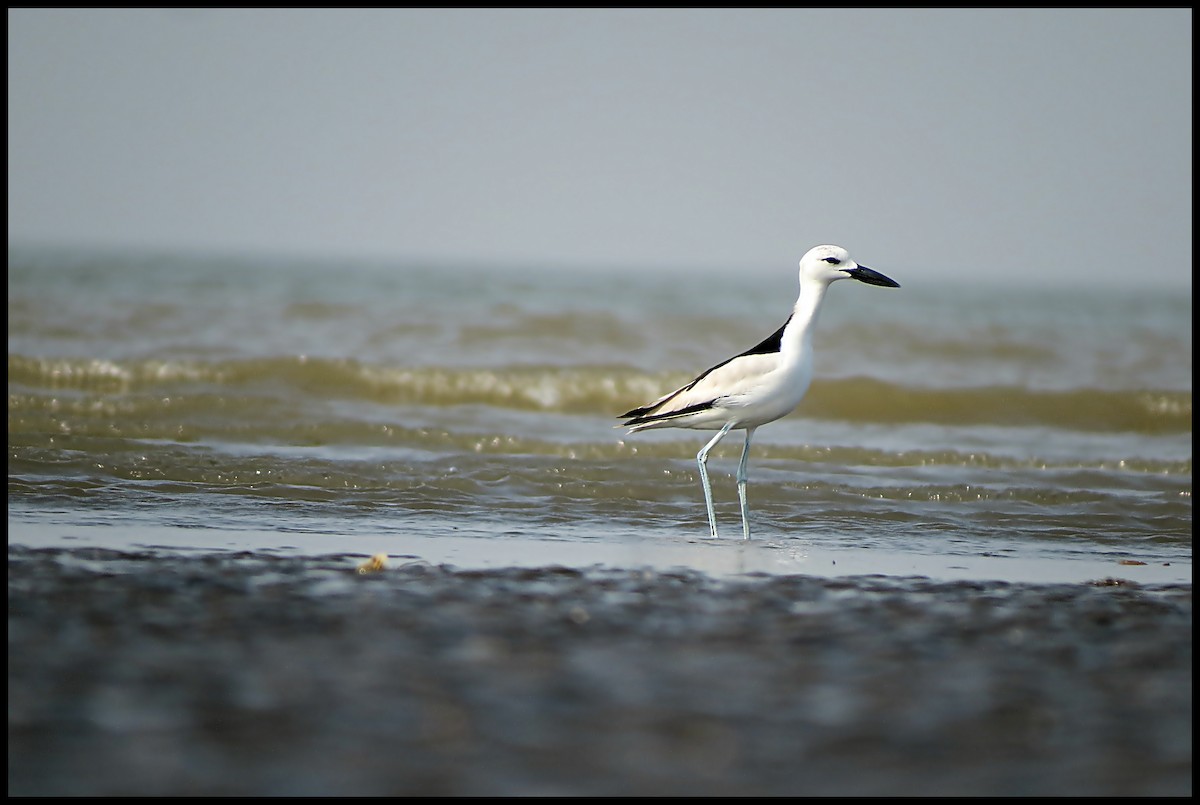 Crab-Plover - Amol Lopes