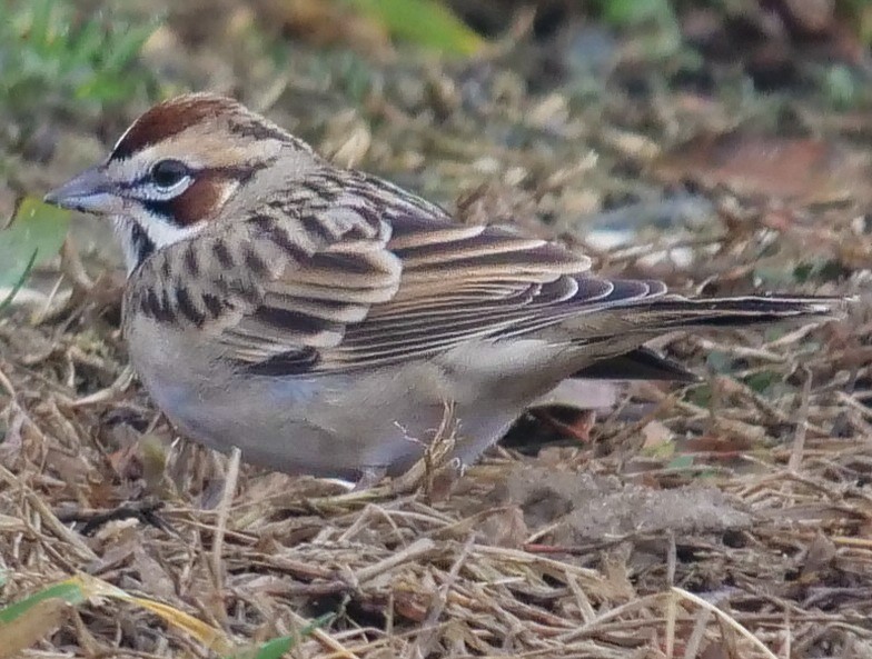 Lark Sparrow - Roger Horn
