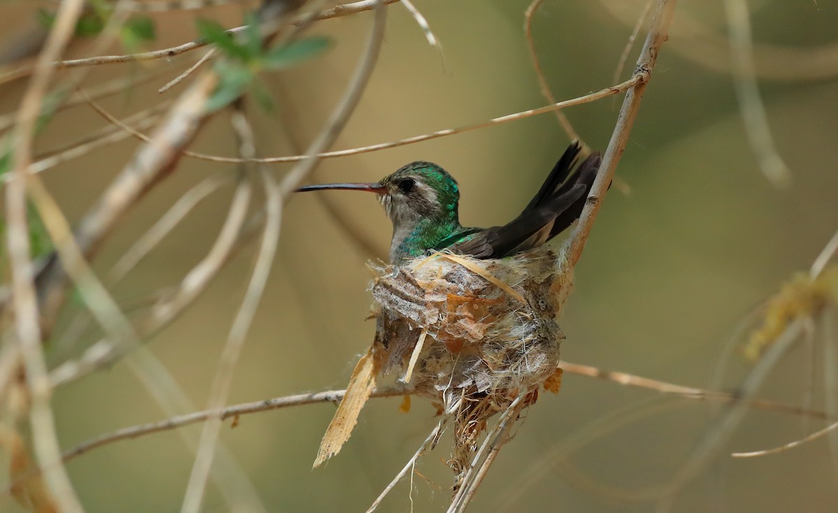 Broad-billed Hummingbird - Chris McCreedy - no playbacks