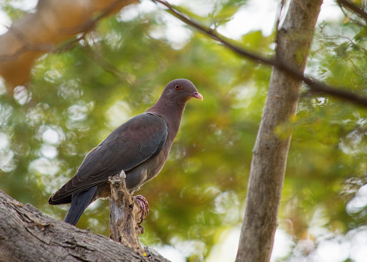 Red-billed Pigeon - Tracy Patterson