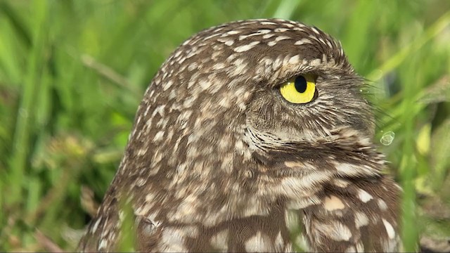 Burrowing Owl (Florida) - ML401797751