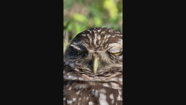Burrowing Owl (Florida) - ML401798061