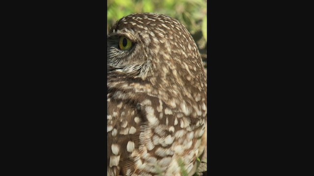 Burrowing Owl (Florida) - ML401798141
