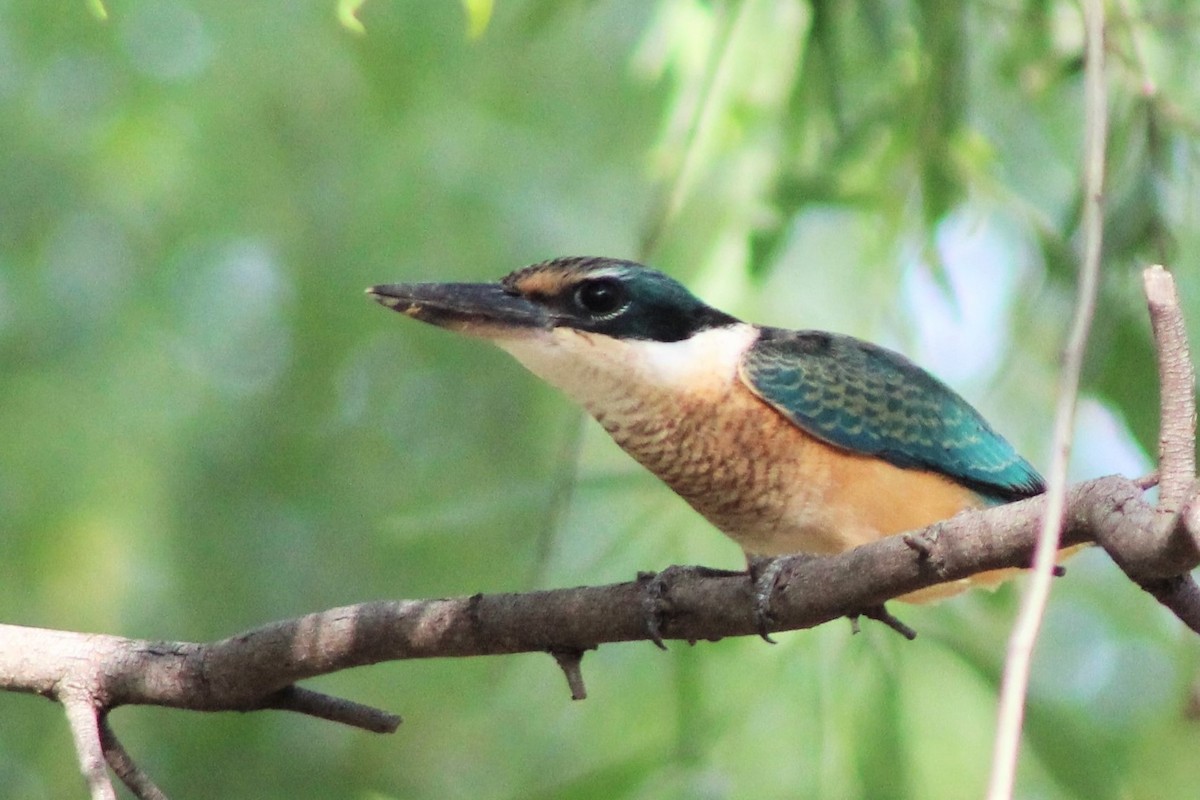 Sacred Kingfisher (Australasian) - ML401799741