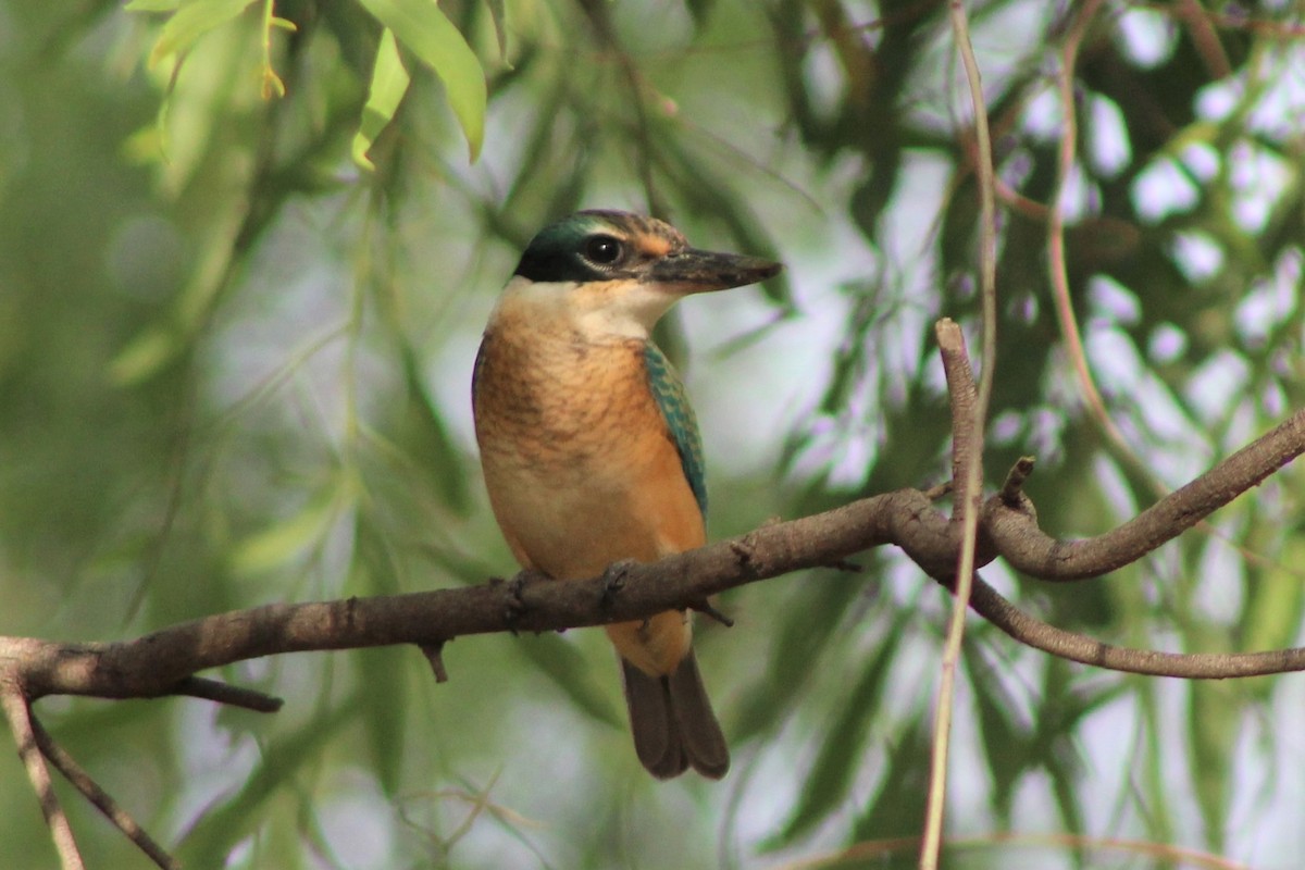 Sacred Kingfisher (Australasian) - ML401799751