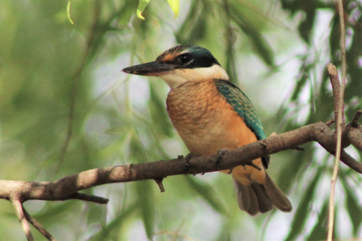 Sacred Kingfisher (Australasian) - ML401799761