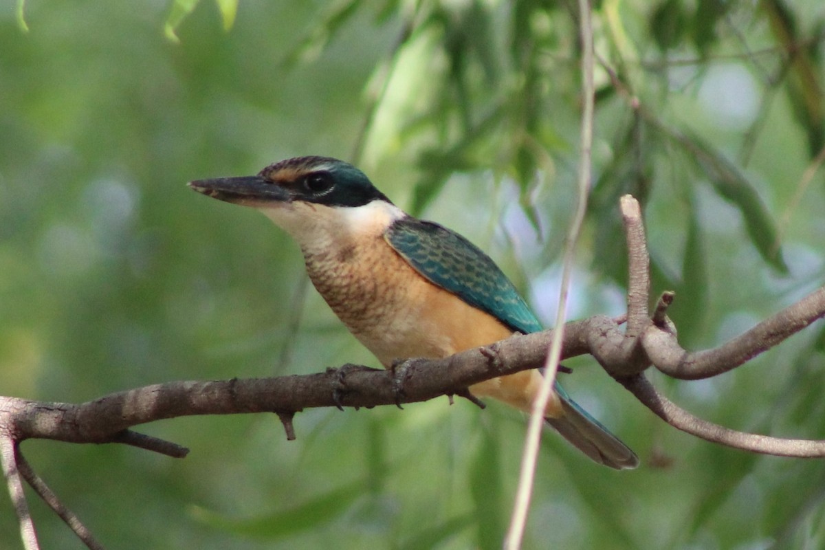 Sacred Kingfisher (Australasian) - ML401799771