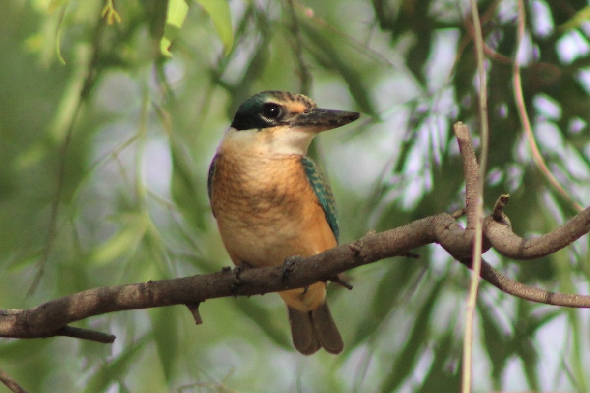 Sacred Kingfisher (Australasian) - ML401799801