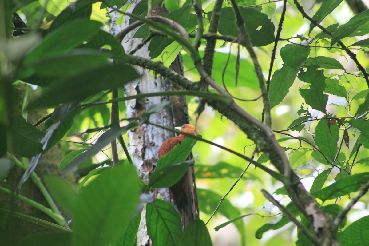 Chestnut-colored Woodpecker - ML40180021