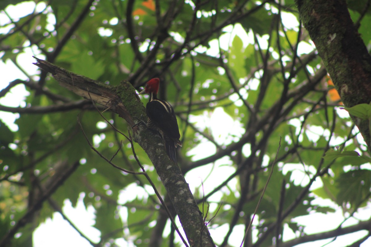 Pale-billed Woodpecker - ML40180101