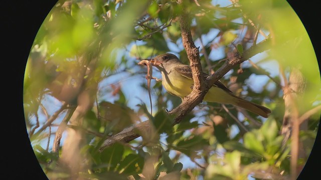Great Crested Flycatcher - ML401806991