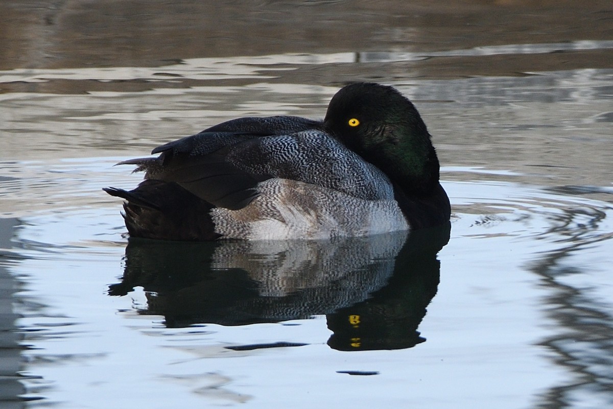 Greater Scaup - ML401807011