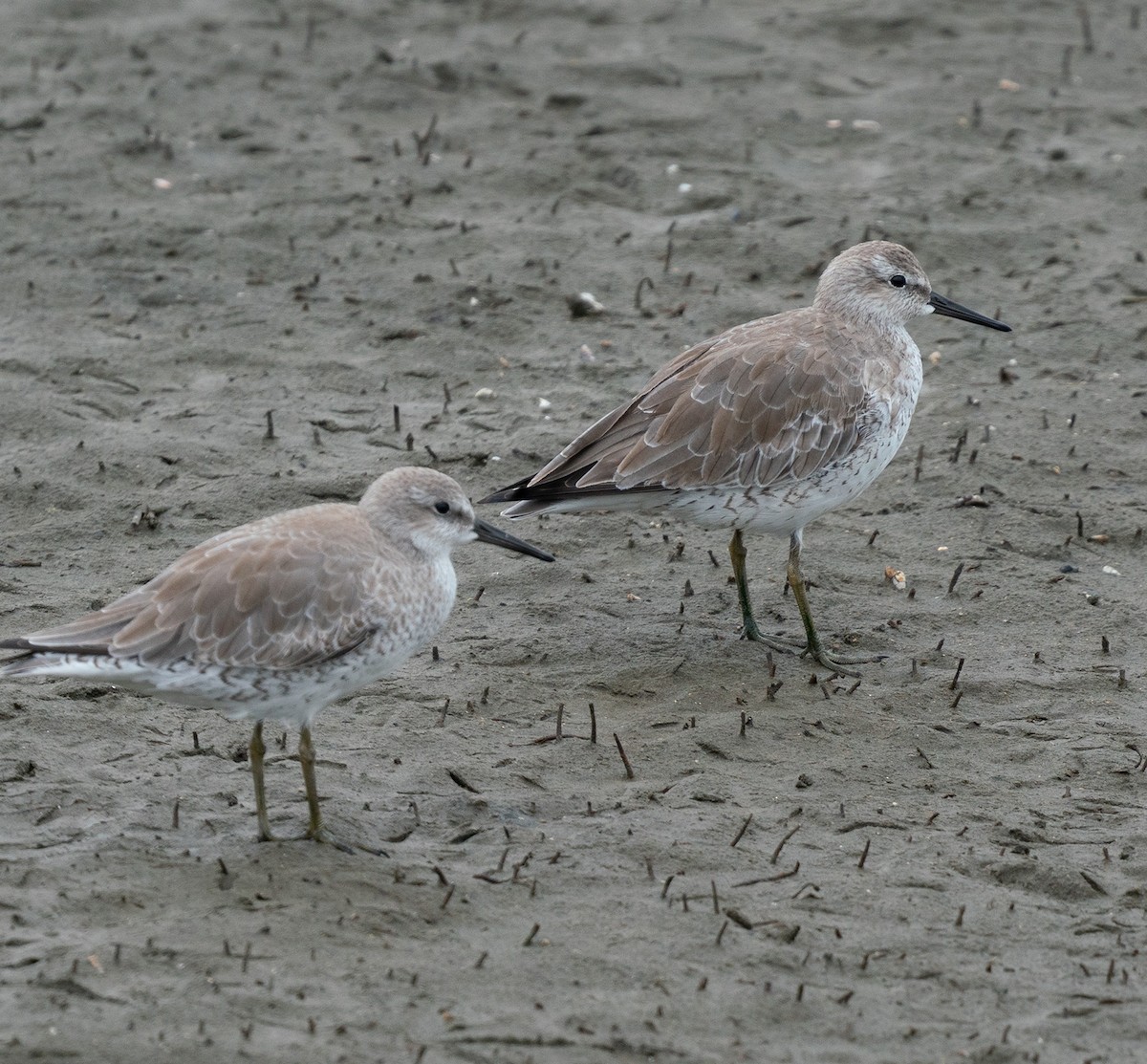 Red Knot - ML401807231