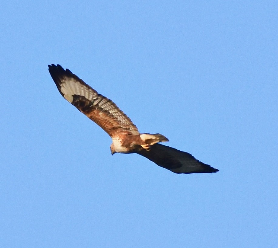 Long-legged Buzzard - ML401807291