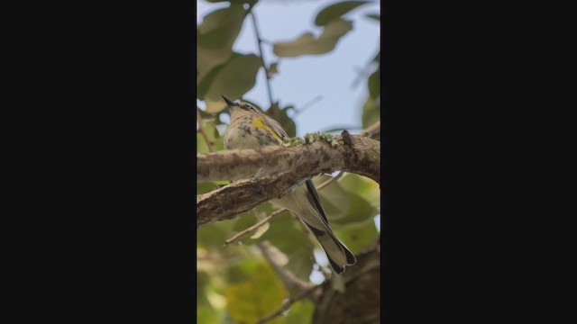 Yellow-rumped Warbler (Myrtle) - ML401813511