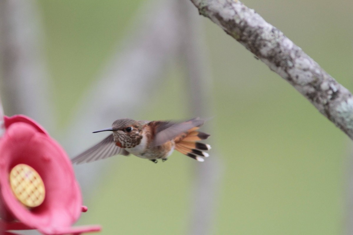 Rufous Hummingbird - ML40181741