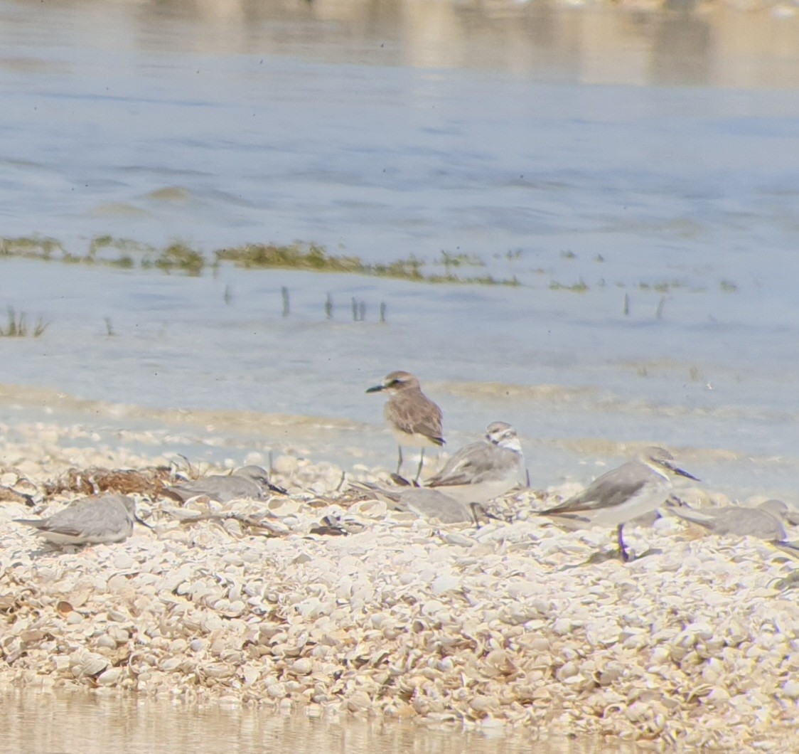 Greater Sand-Plover - Caiden B