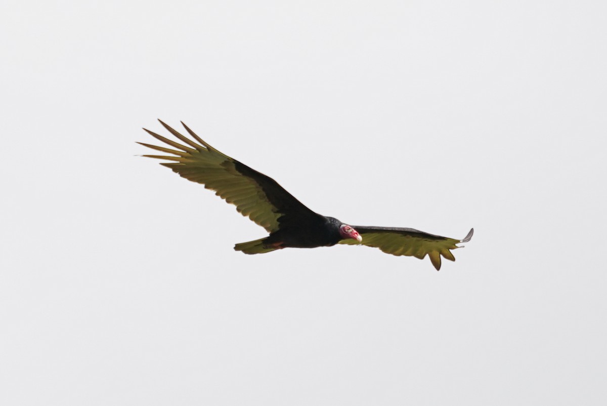 Turkey Vulture - Cameron Eckert