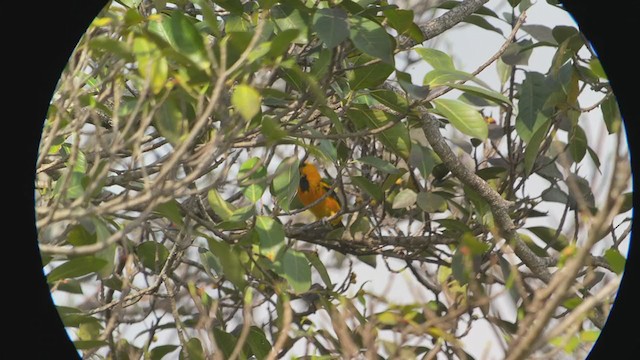 Spot-breasted Oriole - ML401821631