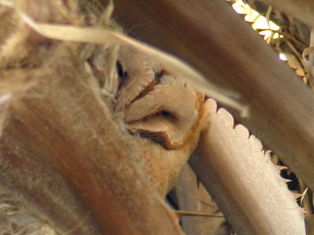 Barn Owl - Pete Wolf