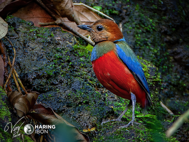 Photos - Philippine Pitta - Erythropitta erythrogaster - Birds of the World