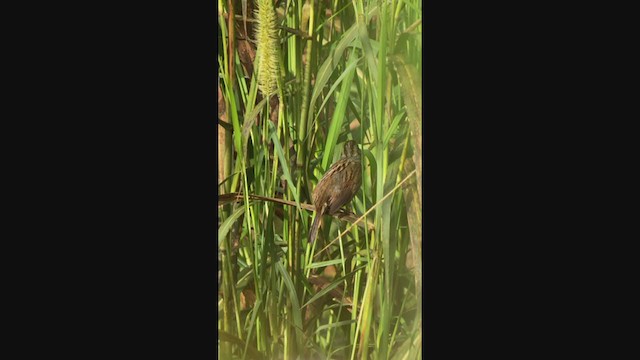 Swamp Sparrow - ML401832711