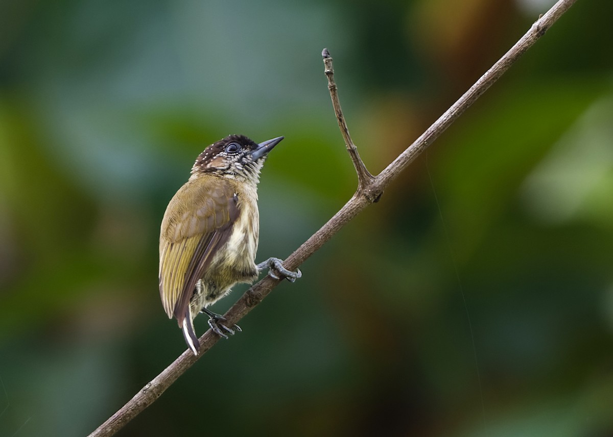 Olivaceous Piculet - ML401837541