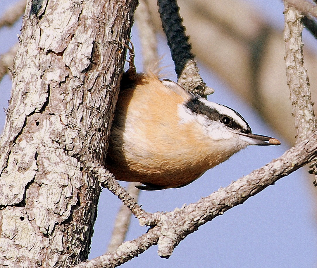 Red-breasted Nuthatch - Richard Haimes